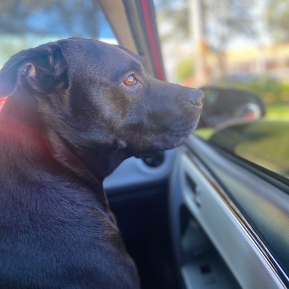 Meet your Posher, Nercylieth - Picture 1 of 1